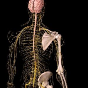 La Neurodinamica nel Percorso Riabilitativo (Mobilizzazione del Sistema Nervoso)