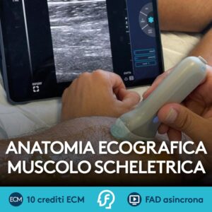 Anatomia ecografica muscolo scheletrica
