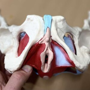 Il Trattamento della Sfera Uro-Genitale e del Pavimento Pelvico in Riabilitazione