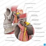 Fisioterapia specialistica avanzata